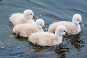 duck, Ducks, Chick, Chicks, Cute