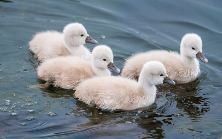 duck, Ducks, Chick, Chicks, Cute HD Wallpaper Desktop Background