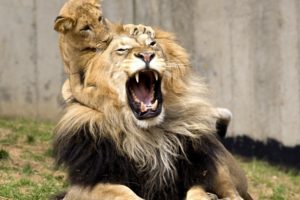 lion, Lion, Cub, Cubs