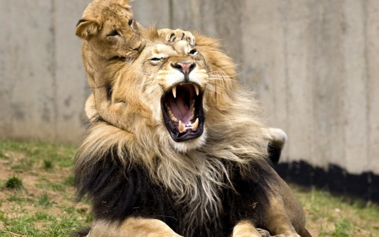 lion, Lion, Cub, Cubs HD Wallpaper Desktop Background