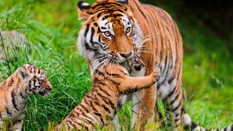 tiger, Tigers, Ff HD Wallpaper Desktop Background
