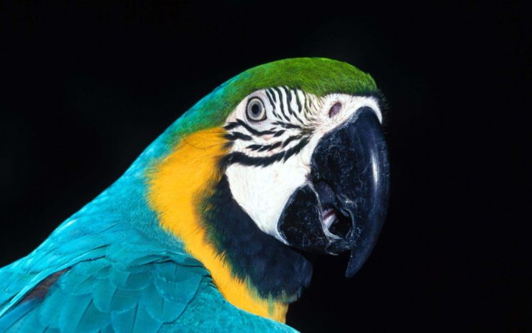 parrot HD Wallpaper Desktop Background