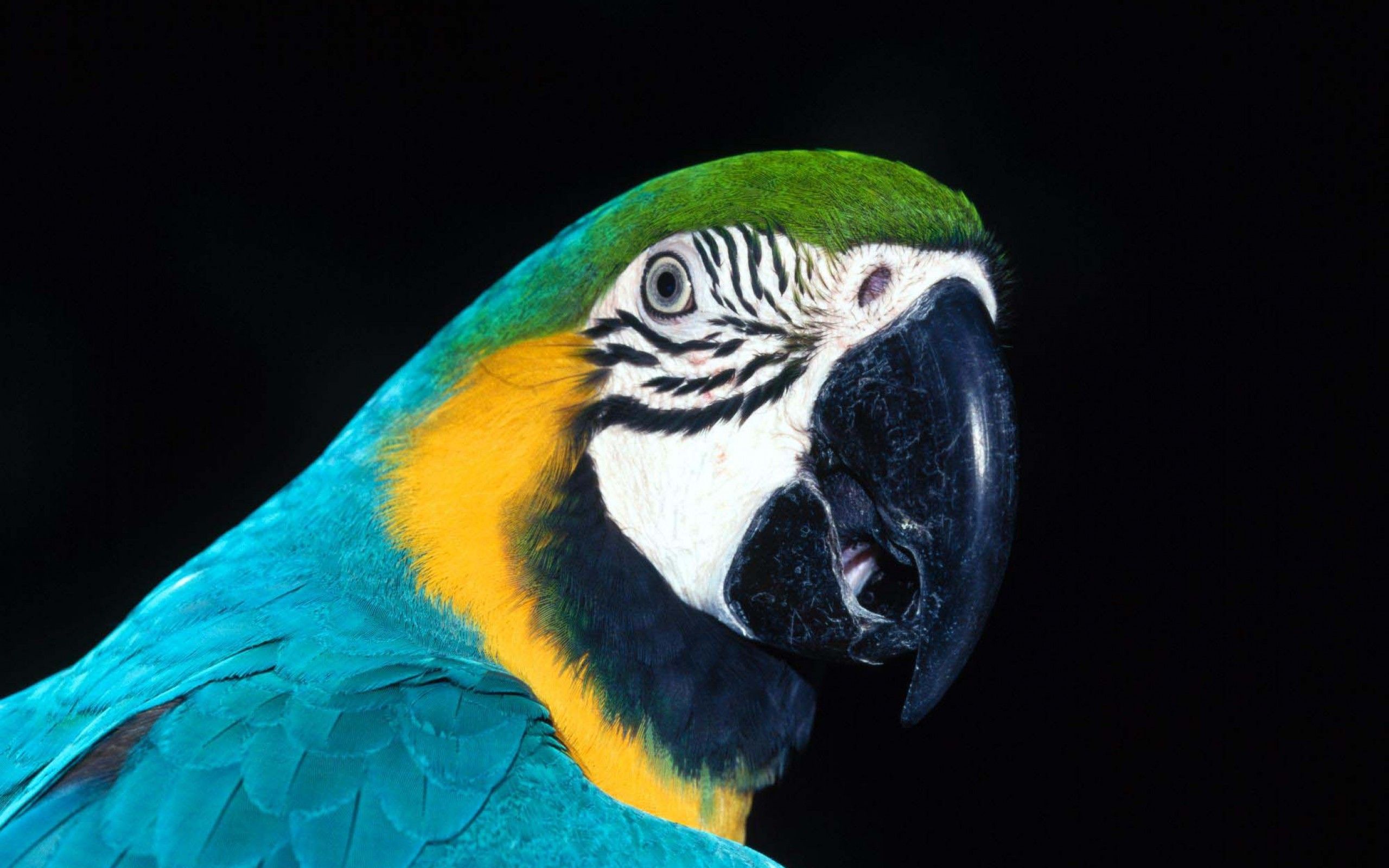 parrot Wallpaper