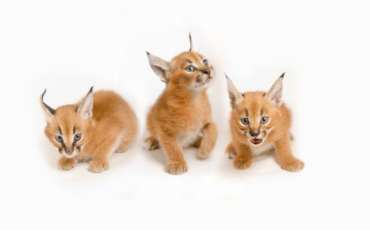 caracal, Cat, White, Cub, Kitten HD Wallpaper Desktop Background