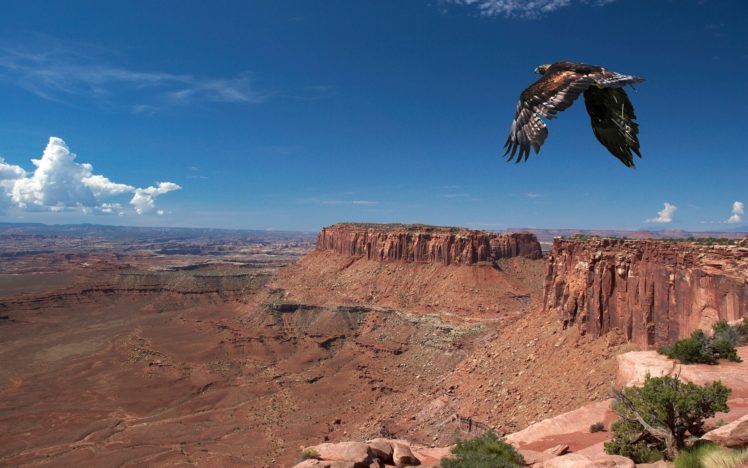 eagles, Eagle HD Wallpaper Desktop Background