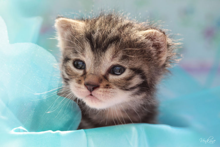 cats, Glance, Kittens, Animals HD Wallpaper Desktop Background