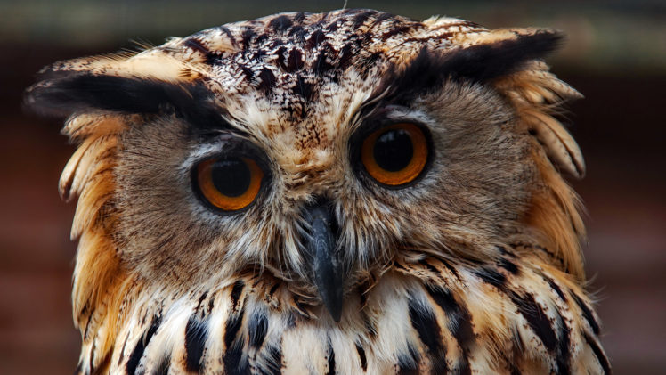 owl, Bird HD Wallpaper Desktop Background