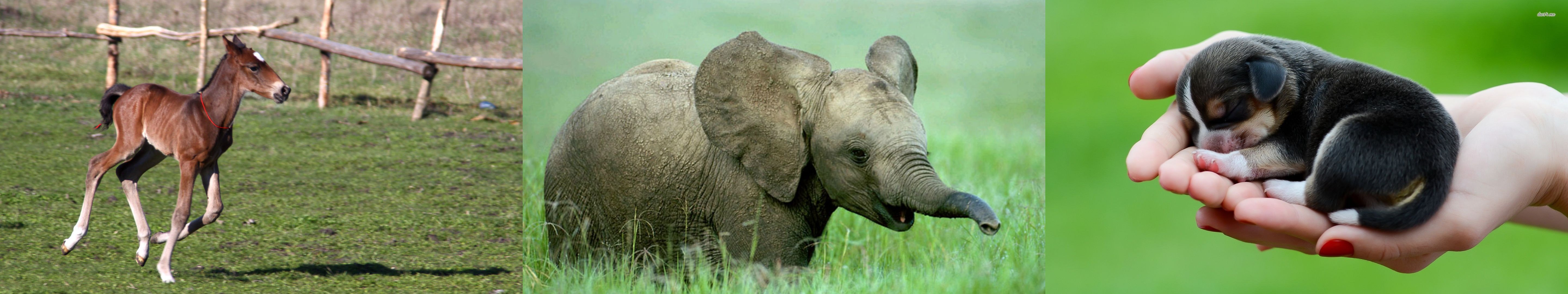animal, Baby Wallpaper