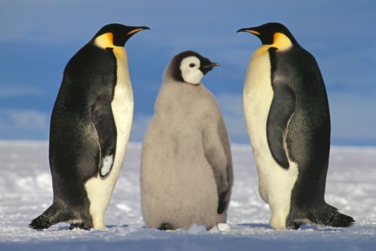 animals, Birds, Penguin HD Wallpaper Desktop Background