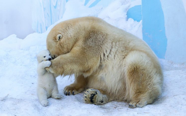 animals, Polar, Bear HD Wallpaper Desktop Background