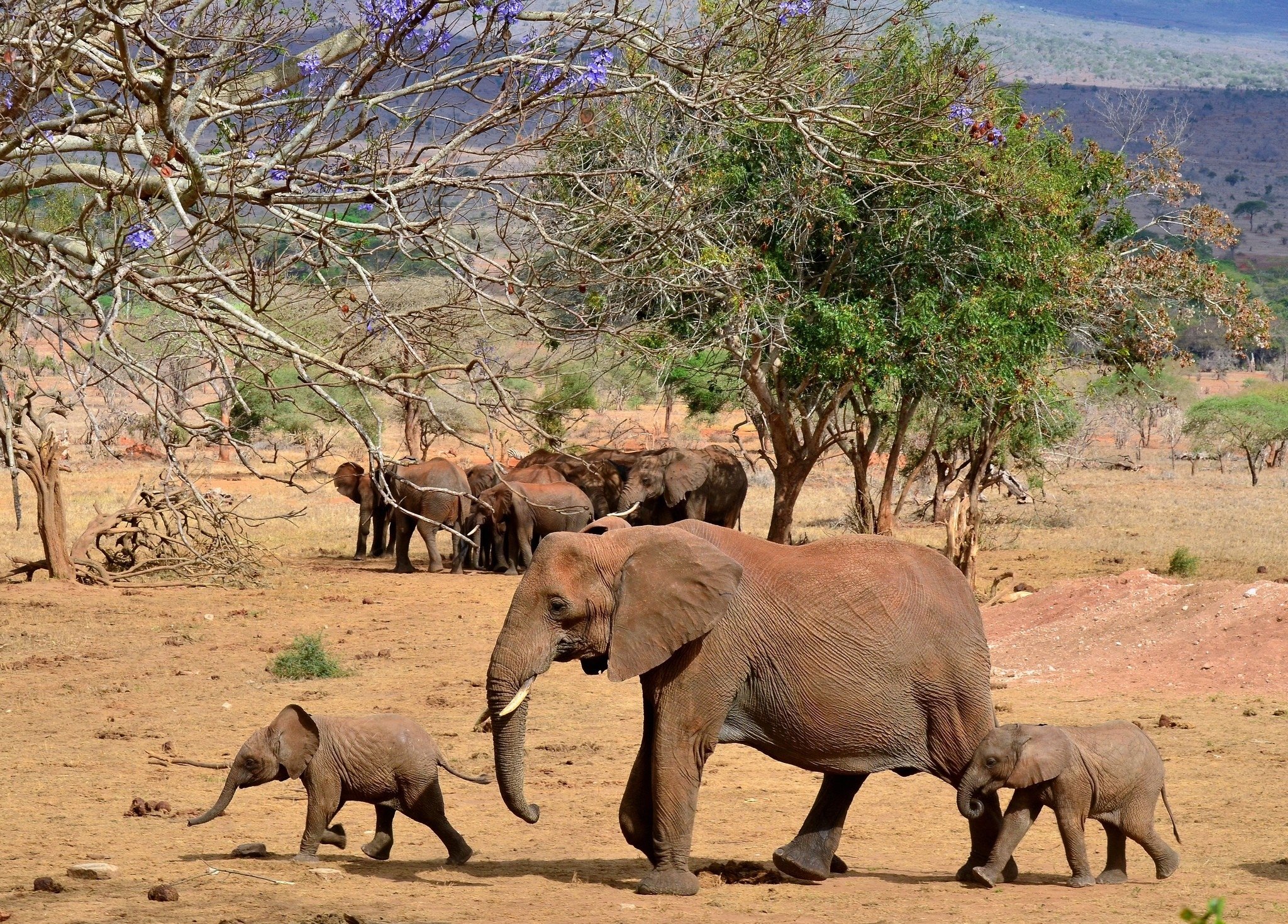 animals, Elephant, N Wallpaper