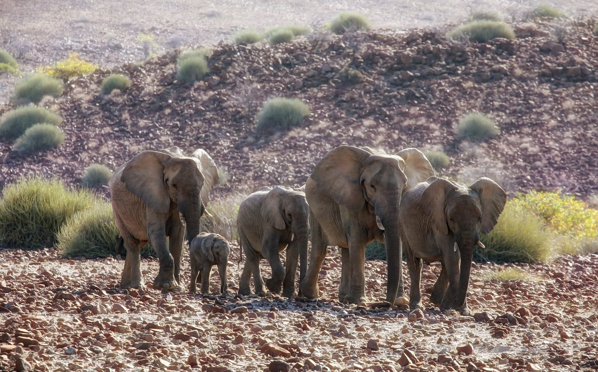 animals, Elephant, L Wallpaper
