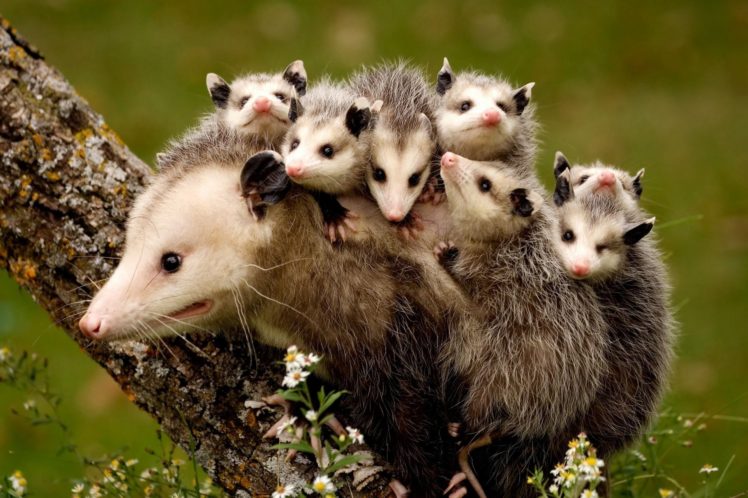 cub, Trunk, Tree, Virginia, Opossum, Animals HD Wallpaper Desktop Background