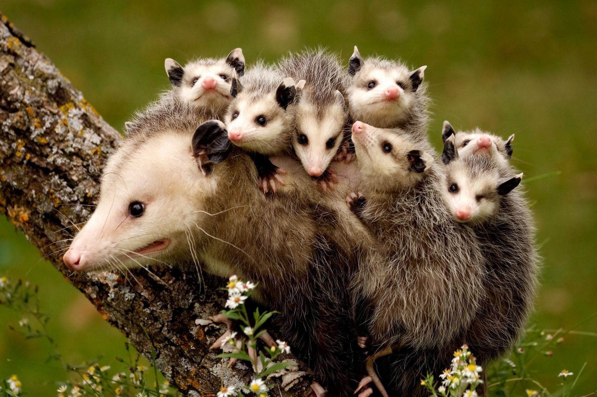 cub, Trunk, Tree, Virginia, Opossum, Animals Wallpaper