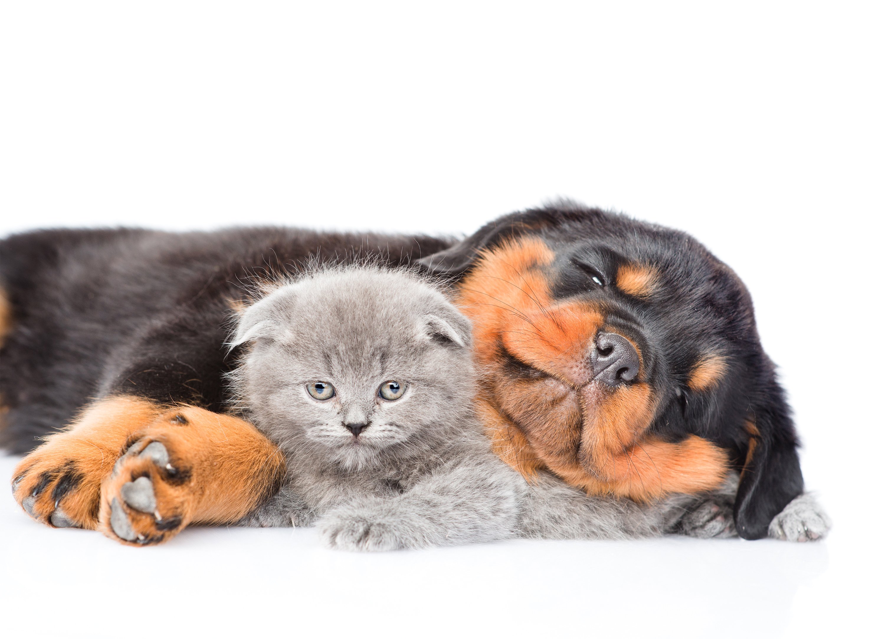 dog, Cat, Kitten, Rottweiler, Sleep, Two, White, Background, Animals Wallpaper