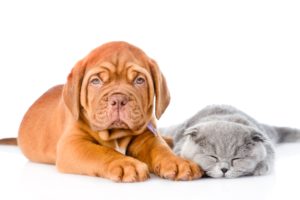 dog, Cat, Puppy, Kitten, Dogue, De, Bordeaux, Two, Sleep, White, Background, Animals