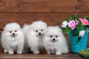spitz, White, Three, 3, Puppy, Animals