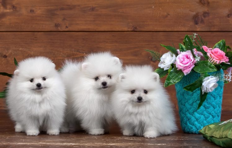 spitz, White, Three, 3, Puppy, Animals HD Wallpaper Desktop Background