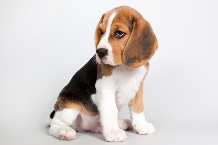 dog, Beagle, Puppy, Animals Wallpapers HD / Desktop and Mobile Backgrounds