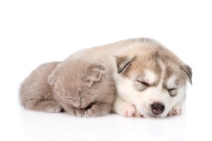 dog, Cat, Husky, Kitten, Puppy, Sleep, Two, White