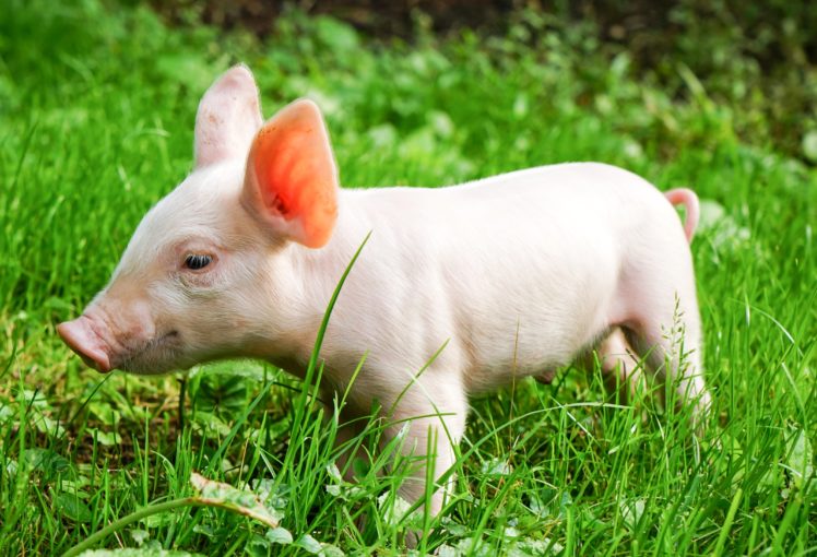 domestic, Pig, Grass, Animals HD Wallpaper Desktop Background