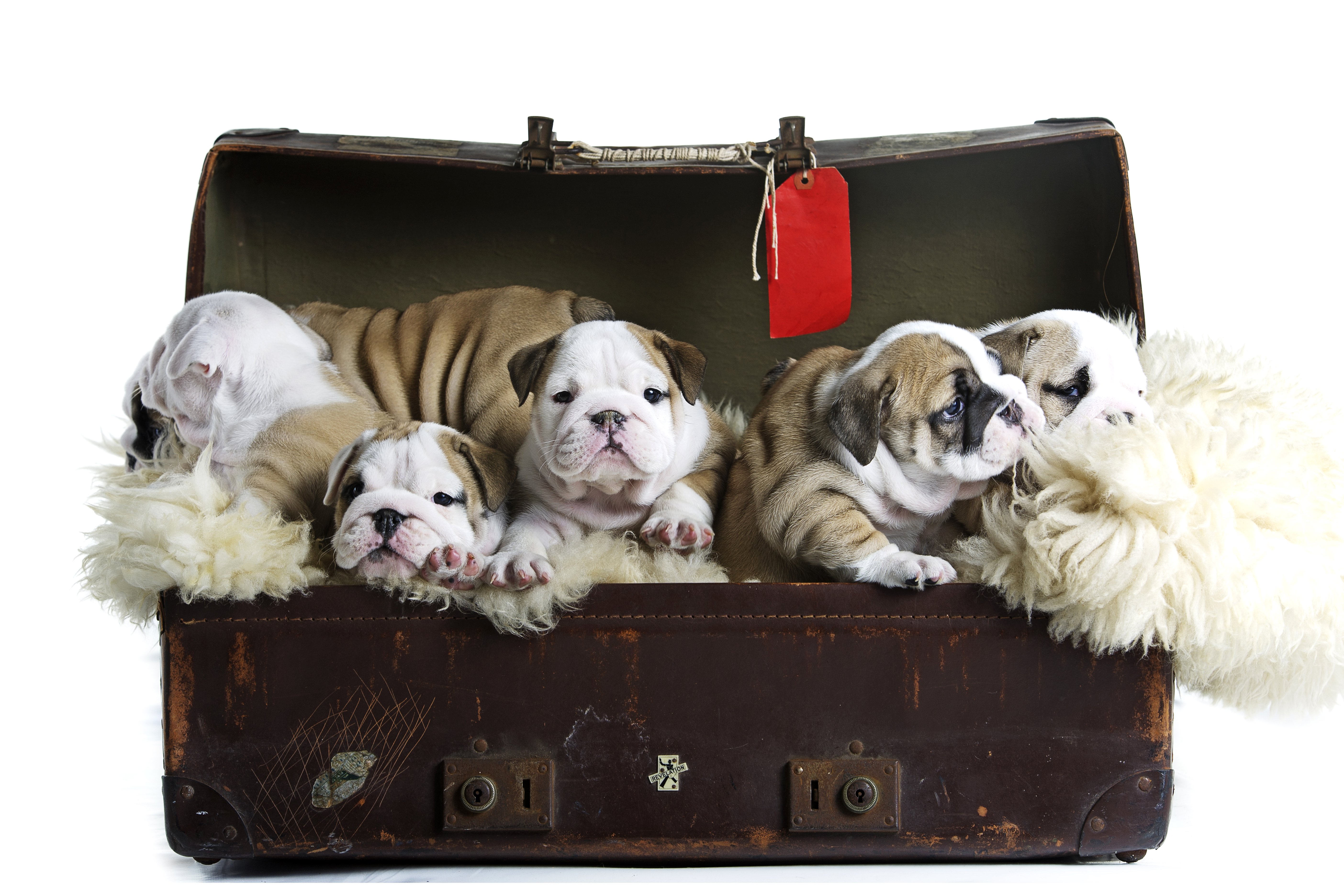 dogs, Puppy, Bulldog, Suitcase, White Wallpaper
