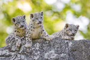 snow, Leopards, Cubs, Three, 3, Animals