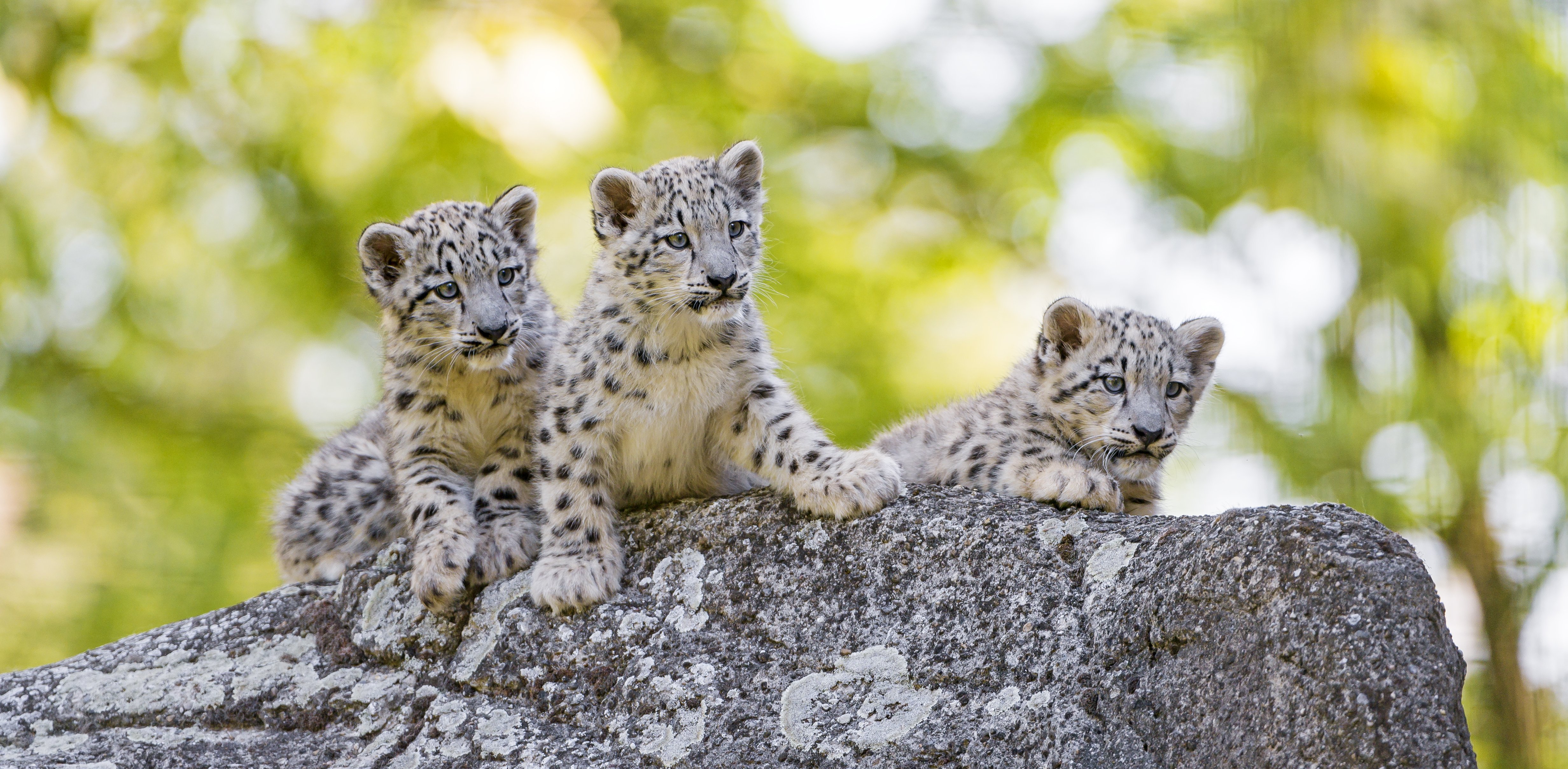 snow, Leopards, Cubs, Three, 3, Animals Wallpaper