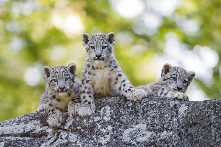 snow, Leopards, Cubs, Three, 3, Animals HD Wallpaper Desktop Background