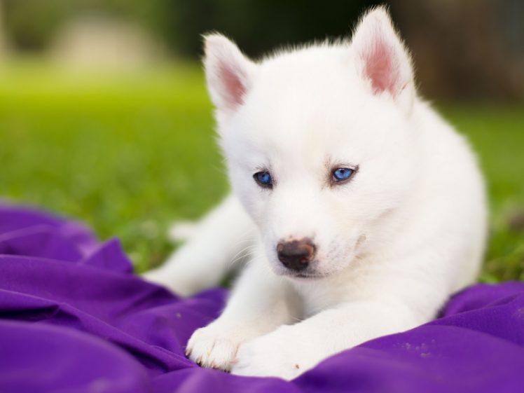 dogs, Husky, Puppy, White, Animals HD Wallpaper Desktop Background