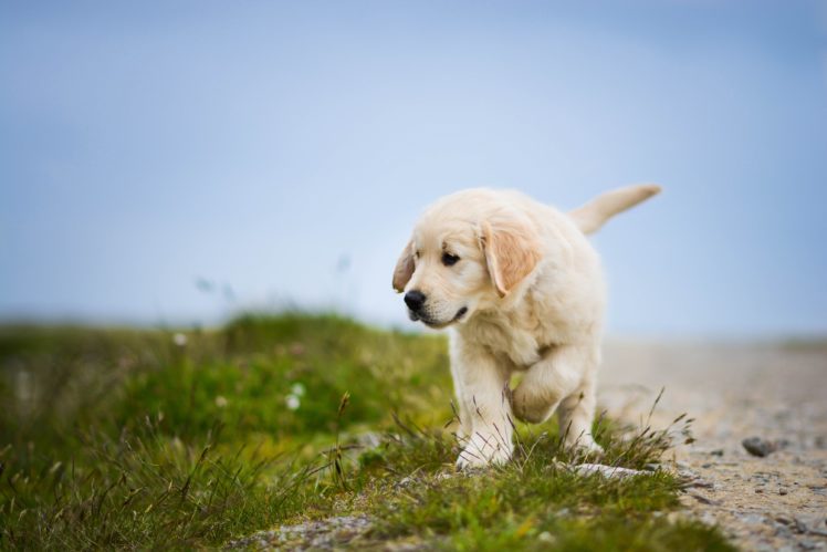 dogs, Grass, Retriever, Animals HD Wallpaper Desktop Background