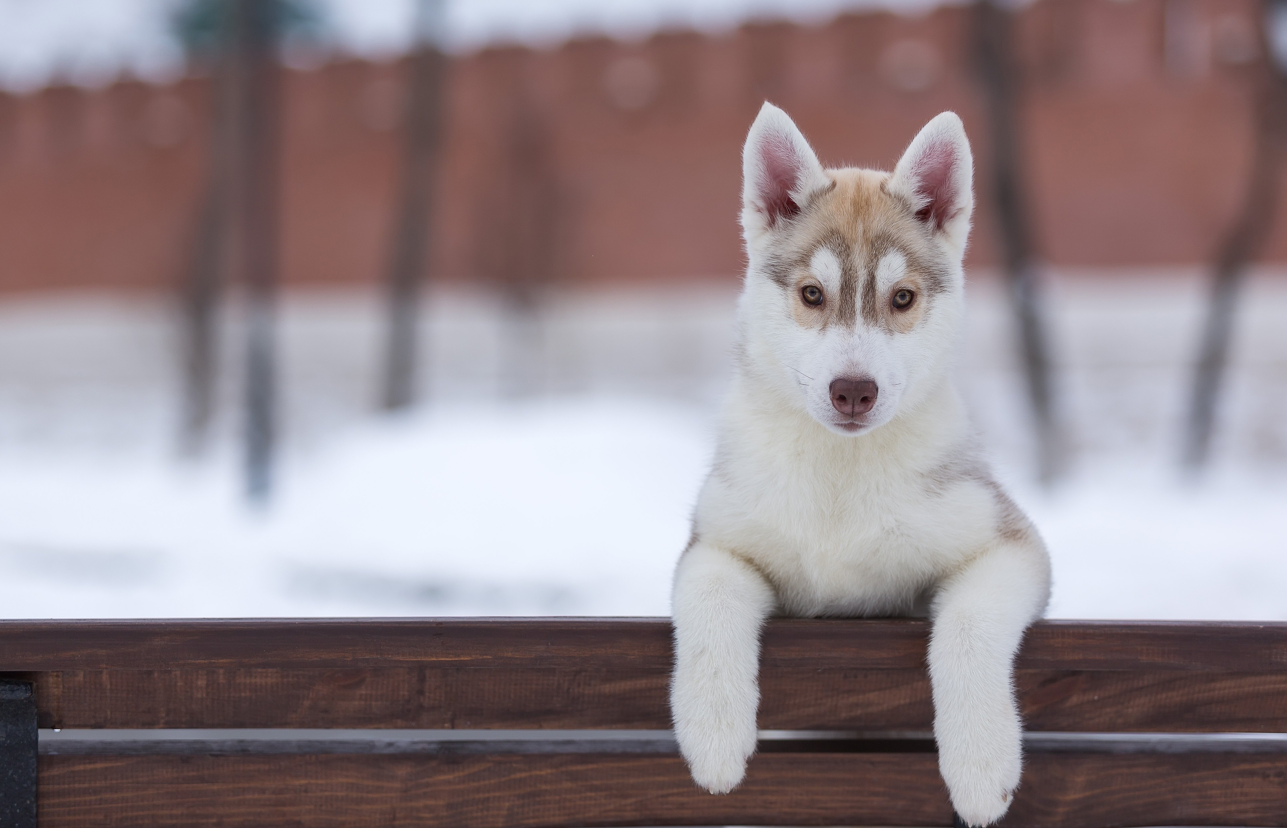 dogs, Husky, Puppy, Animals Wallpaper