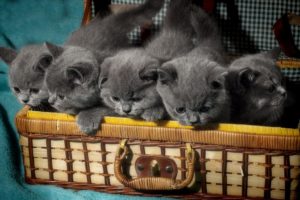 cats, Kittens, Suitcase, Grey, British, Shorthair, Animals