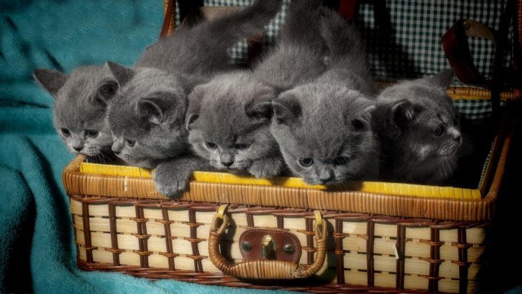 cats, Kittens, Suitcase, Grey, British, Shorthair, Animals HD Wallpaper Desktop Background