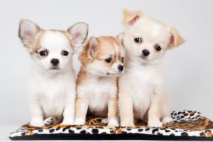 dogs, Chihuahua, Three, 3, Puppy, Animals