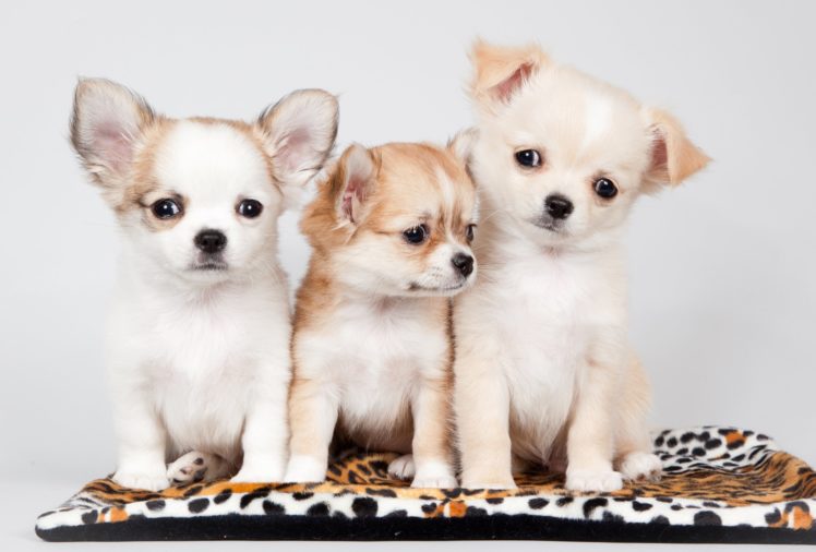 dogs, Chihuahua, Three, 3, Puppy, Animals HD Wallpaper Desktop Background