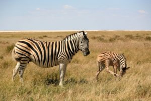 zebras, Cubs, Grass, Two, Animals