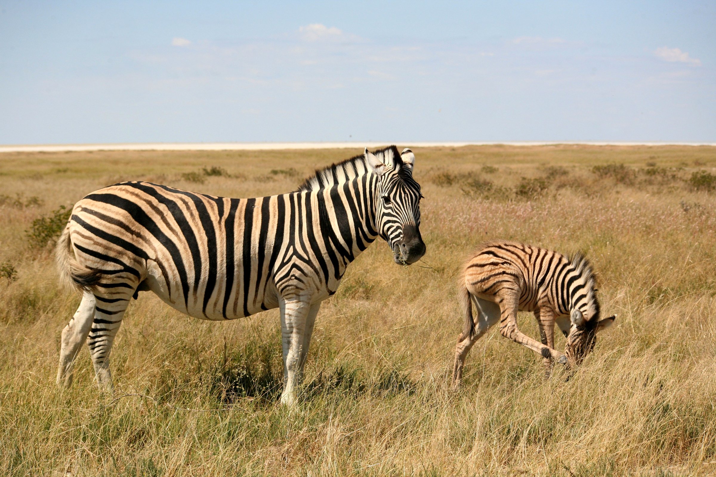 zebras, Cubs, Grass, Two, Animals Wallpaper