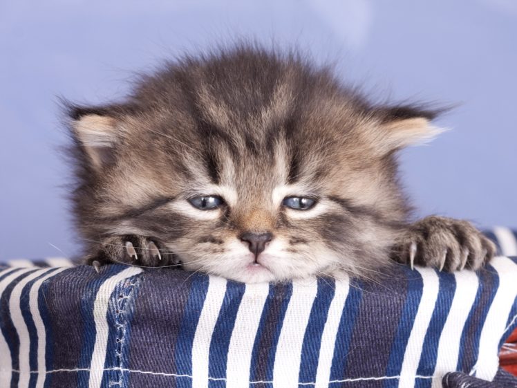 cats, Kittens, Snout, Animals HD Wallpaper Desktop Background
