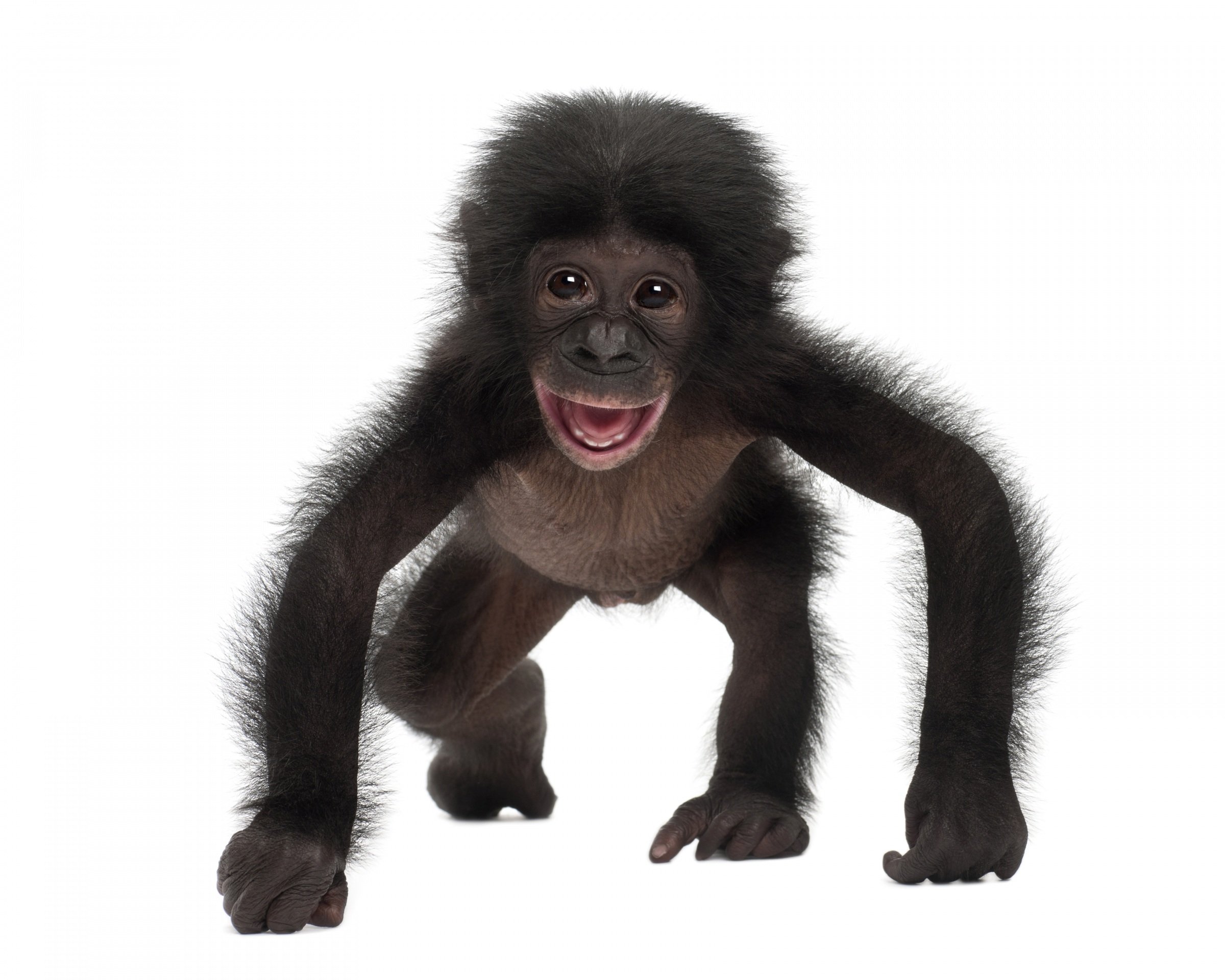 monkeys, Cubs, White, Background, Animals, Wallpapers Wallpapers HD /  Desktop and Mobile Backgrounds