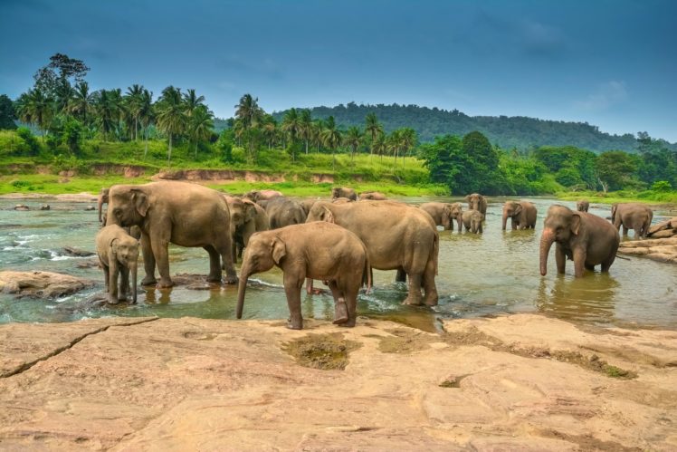 elephants, Lake, Many, Cubs, Animals HD Wallpaper Desktop Background