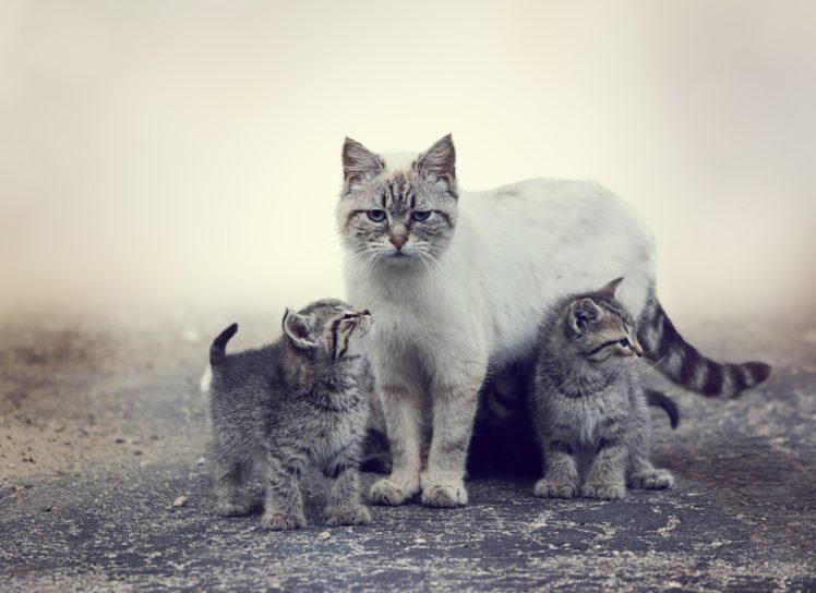 cats, Kittens, Three, 3, Animals, Wallpapers HD Wallpaper Desktop Background