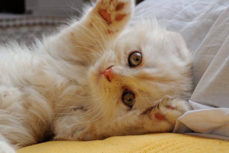 cats, Kittens, White, Paws, Scottish, Fold, Animals, Wallpapers HD Wallpaper Desktop Background