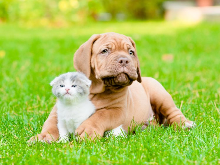 dogs, Cats, Dogue, De, Bordeaux, Kittens, Grass, Animals, Wallpapers HD Wallpaper Desktop Background