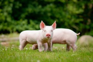 domestic, Pig, Cubs, Two, Grass, Animals, Wallpapers
