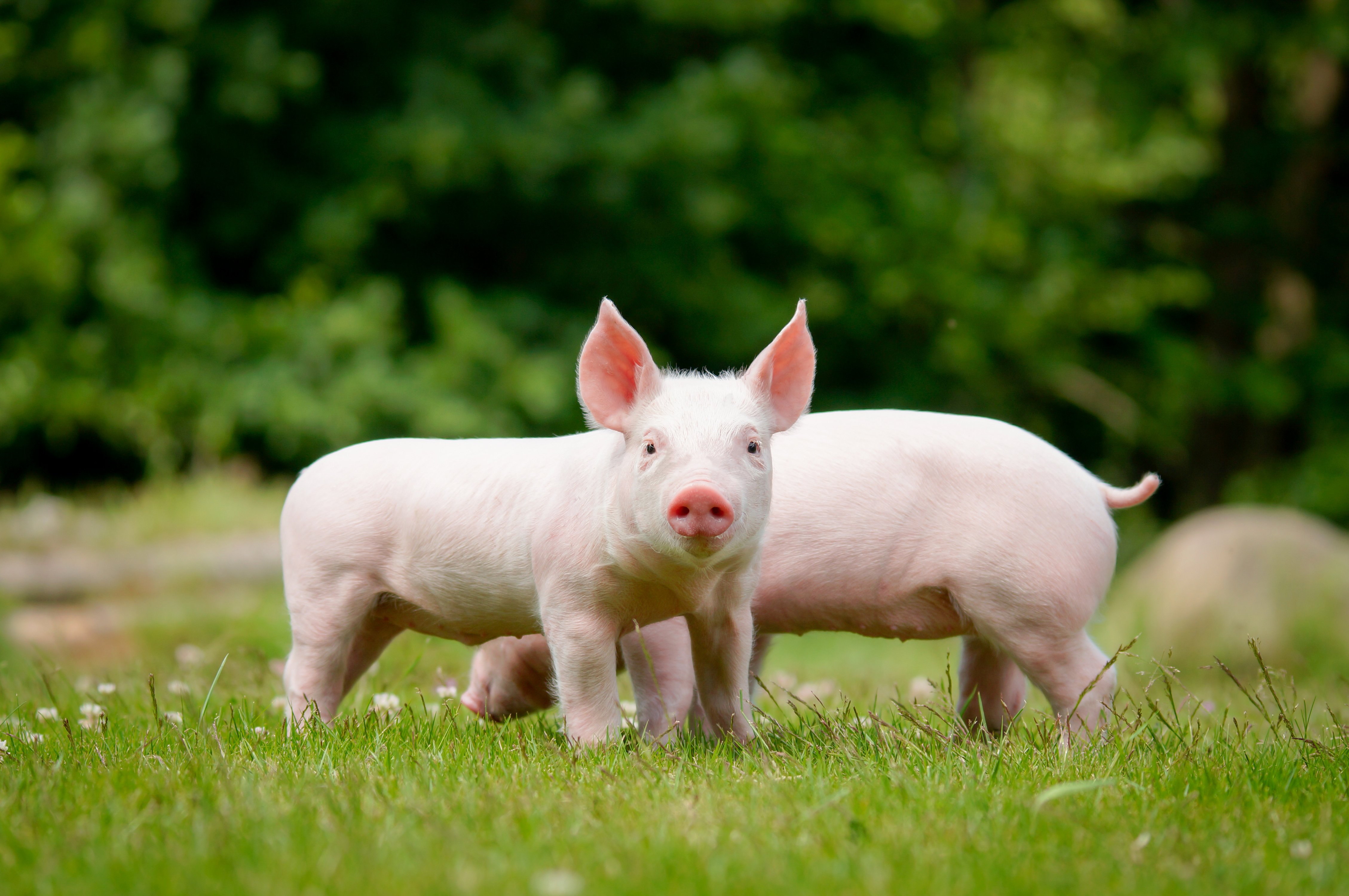 domestic, Pig, Cubs, Two, Grass, Animals, Wallpapers Wallpapers HD