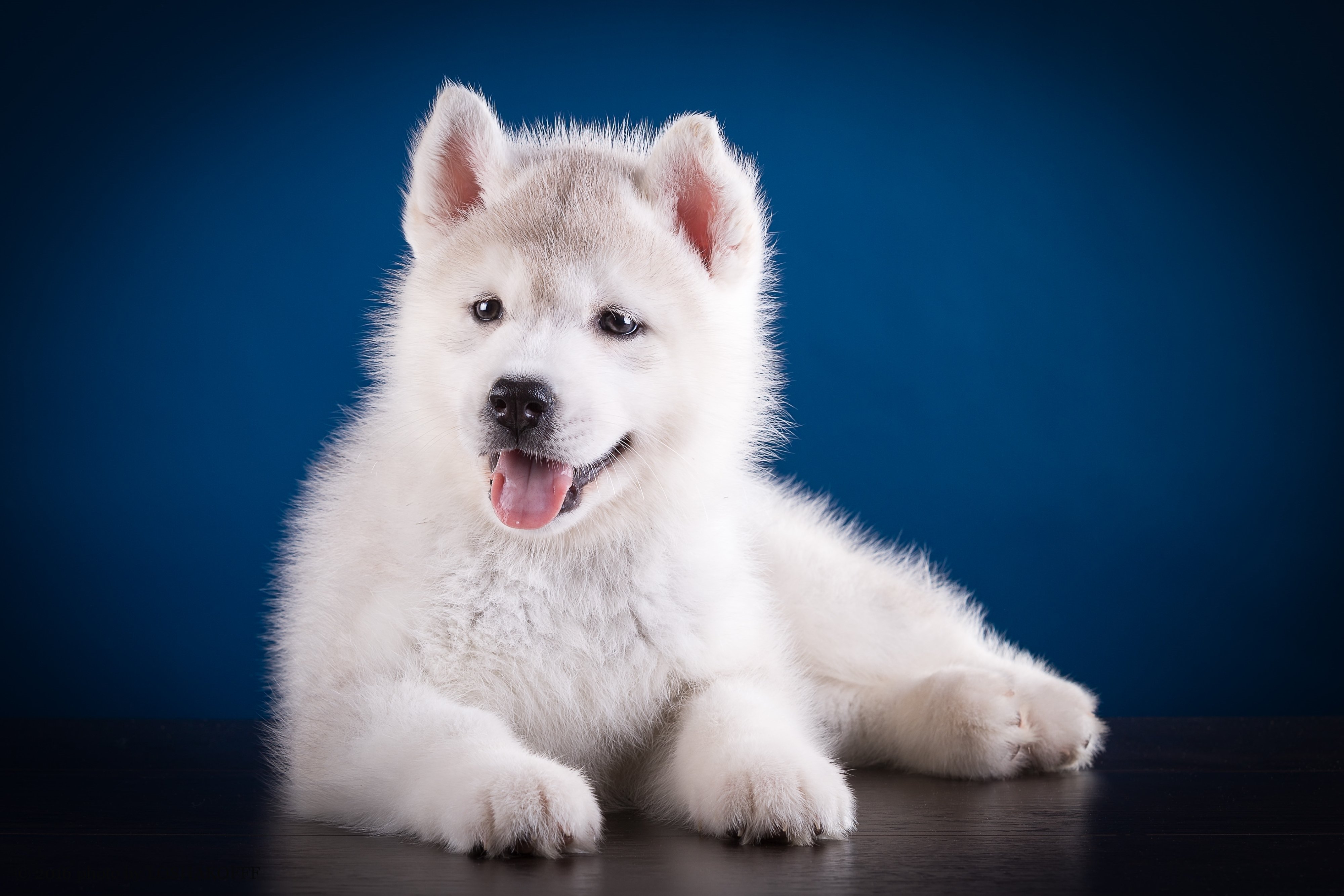 dogs, Husky, Puppy, White, Animals, Wallpapers Wallpaper
