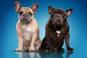 dogs, Bulldog, Two, Colored, Background, Animals, Wallpapers