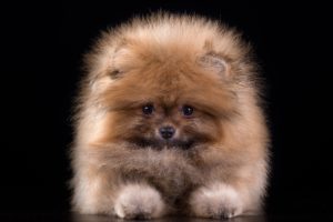 dogs, Spitz, Black, Background, Animals, Wallpapers