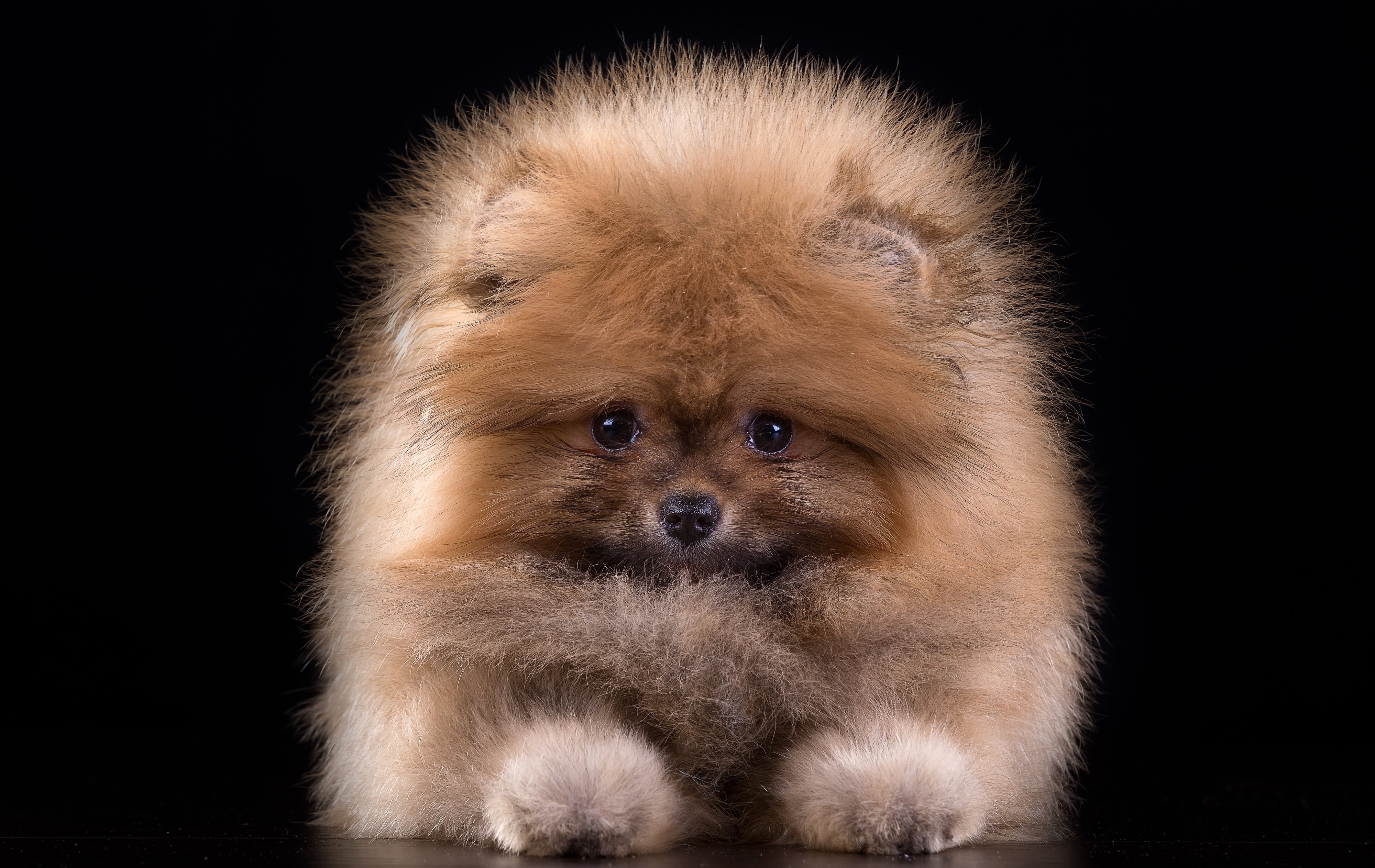 dogs, Spitz, Black, Background, Animals, Wallpapers Wallpaper